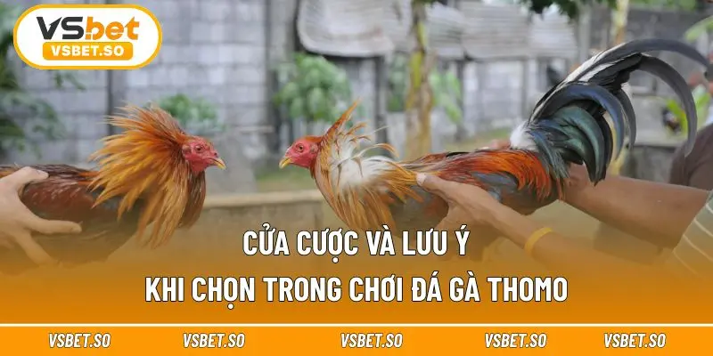 Hiểu về cửa cược đá gà để quyết định đúng đắn 