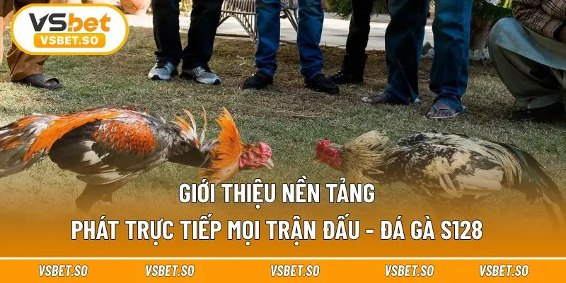 Nền tảng Đá Gà S128 cam kết chất lượng chỉn chu 