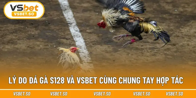 Vsbet nâng tầm chất lượng phát sóng của S128 Đá Gà 