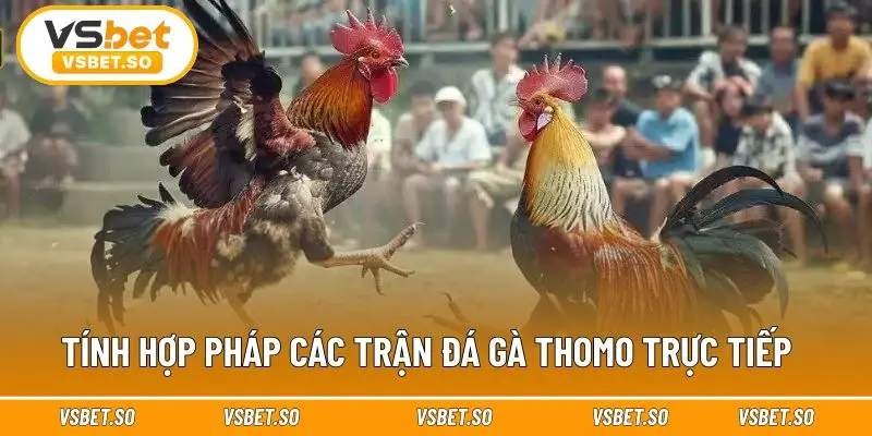 Đá gà Thomo tổ chức quy mô lớn, uy tín 
